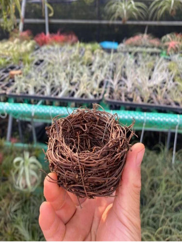 各种规格手工鸟巢空气凤梨底座