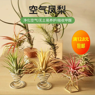 空气凤梨精灵无土植物净化空气桌面易活福果美杜莎小章鱼超贝礼物