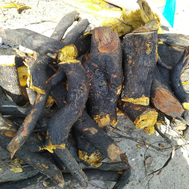 神农架特产山镇特产-柿子根-柿根-柿子树根-野柿子树根现挖现