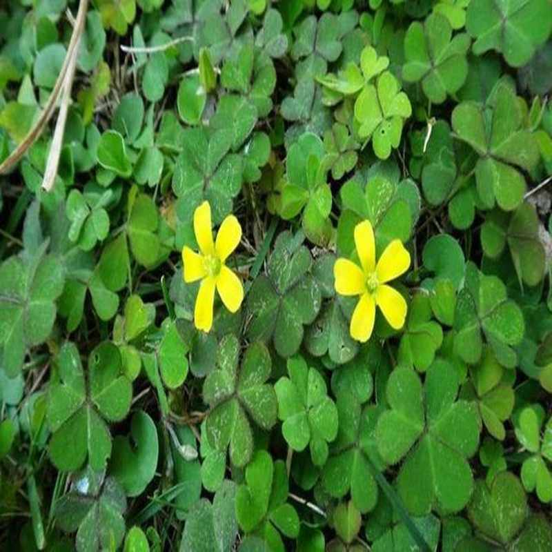 神农架特产大山特产新鲜酸浆草酸酸草酸三叶酸酸咪咪钩钩酸酱菜草
