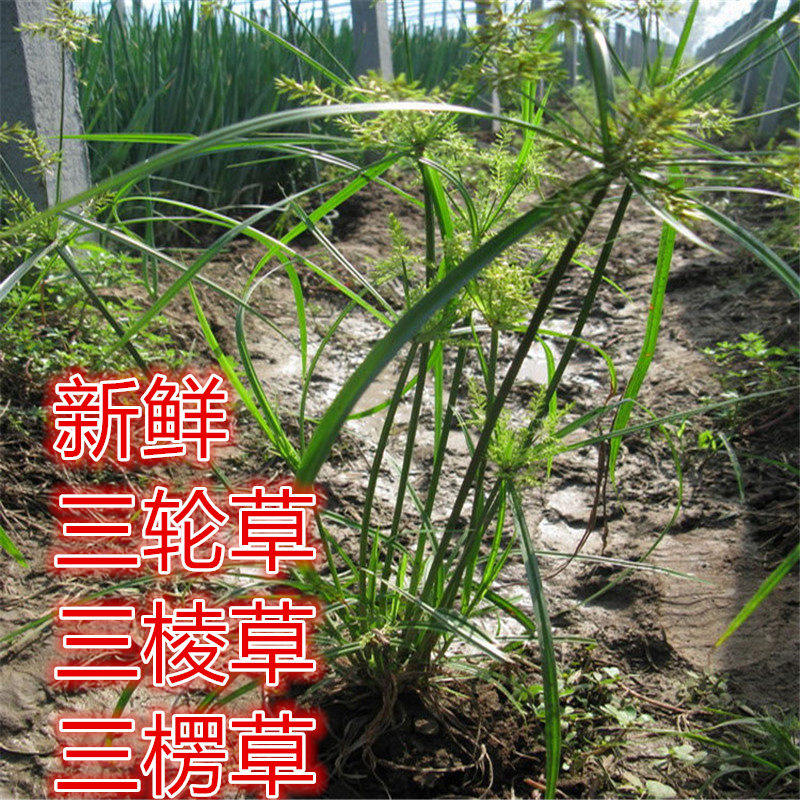 神农架特产新鲜 三楞草 三轮草四方草细三棱三棱草水三棱草路边草