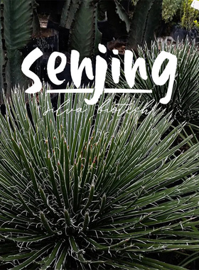 发丝龙舌兰agave geminiflora/稀有原生多肉植物潮流肉植趣味盆栽