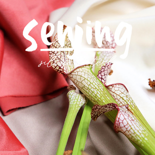 白瓶子草'天鹅绒velvet