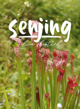 红白瓶子草/秋瓶超红！特征明显/基础款白瓶超值大苗/食虫植物