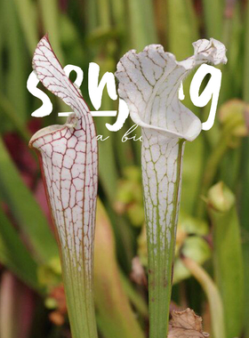 白化白瓶精选大苗【晨雾系列】收藏品/瓶子草进阶/超值高端食虫草