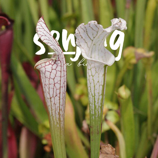 瓶子草进阶 收藏品 超值高端食虫草 晨雾系列 白化白瓶精选大苗