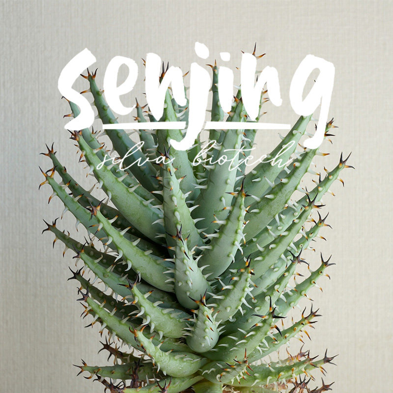 纳米比亚黑魔殿/稀有原生芦荟盆栽/耐寒耐旱很好养的多肉实生苗