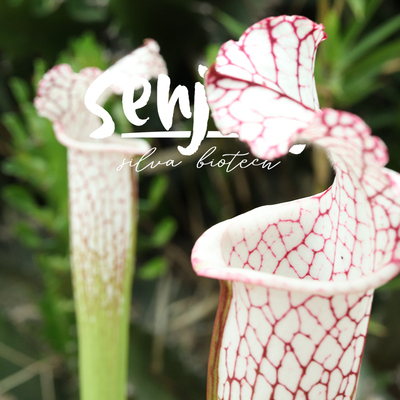 限量瓶子草群生大植株