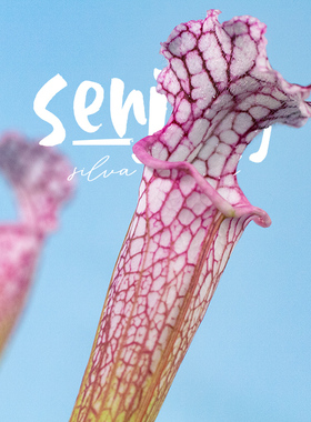 【森镜精品】白瓶子草'泡泡乐园Bubble Dream少女心粉色亮唇ins风