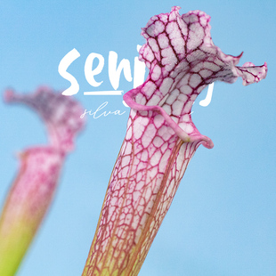 【森镜精品】白瓶子草'泡泡乐园Bubble Dream少女心粉色亮唇ins风