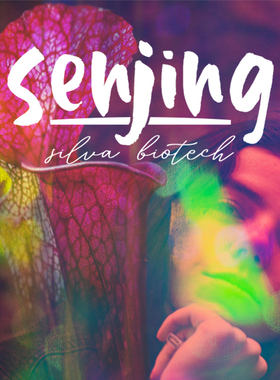 【迷幻紫红】白瓶子草Bonbon（糖果）后代/精选实生苗/进阶收藏