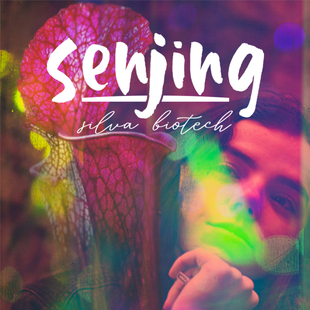 迷幻紫红 精选实生苗 白瓶子草Bonbon 后代 进阶收藏 糖果