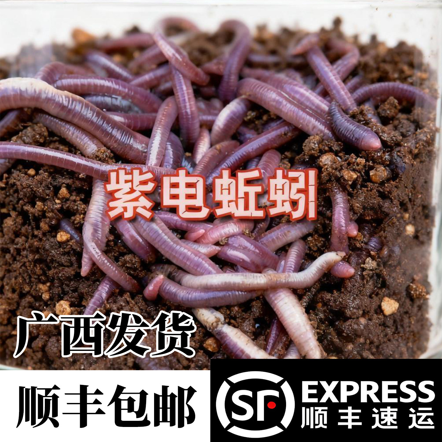 广西大蚯蚓鱼饵鲜活大号紫蚯蚓红蚯蚯钓鱼专用腥野钓黄鳝万能饵料