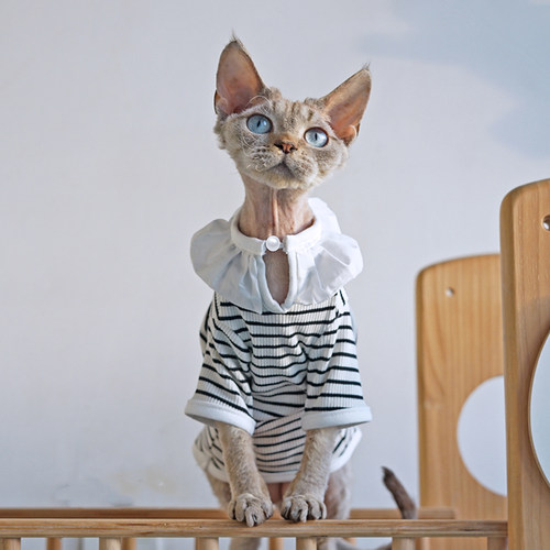 10个尺码无毛德文猫衣服2件包邮