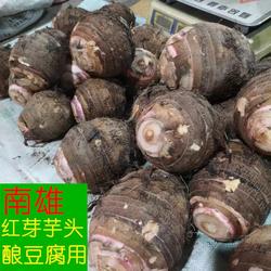 南雄红芽芋头农家自种酿豆腐用大芋头