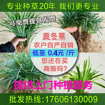 麦冬草玉龙草矮麦冬草沿阶草