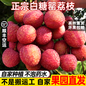 广东高州老树白糖罂荔枝果园新鲜
