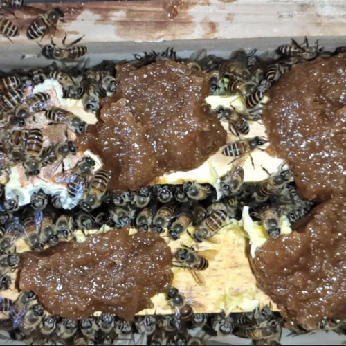 蜜蜂的花粉素材模板 蜜蜂的花粉图片下载 小麦优选