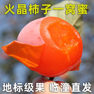 火晶柿子秦大大陕西西安临潼无核流心火柿火罐小柿子水晶软蜜