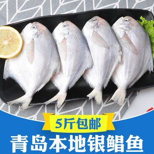 5斤 青岛海鲜银鲳鱼新鲜冷冻海鱼白鲳鱼扁鱼鲳鳊鱼平鱼镜鱼鲳鱼大