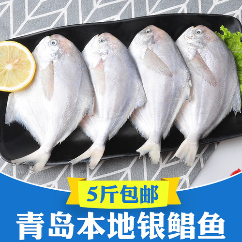 5斤青岛海捕鲳鱼新鲜冷冻银鲳鱼