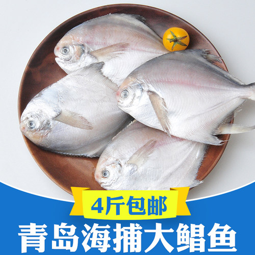 顺丰包邮青岛海捕新鲜冷银鲳鱼