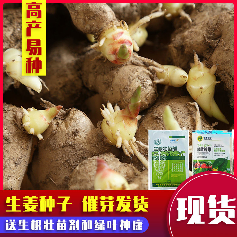 大姜生姜带芽姜种山东二号高产姜种已催芽易种黄姜种姜芽姜苗包邮