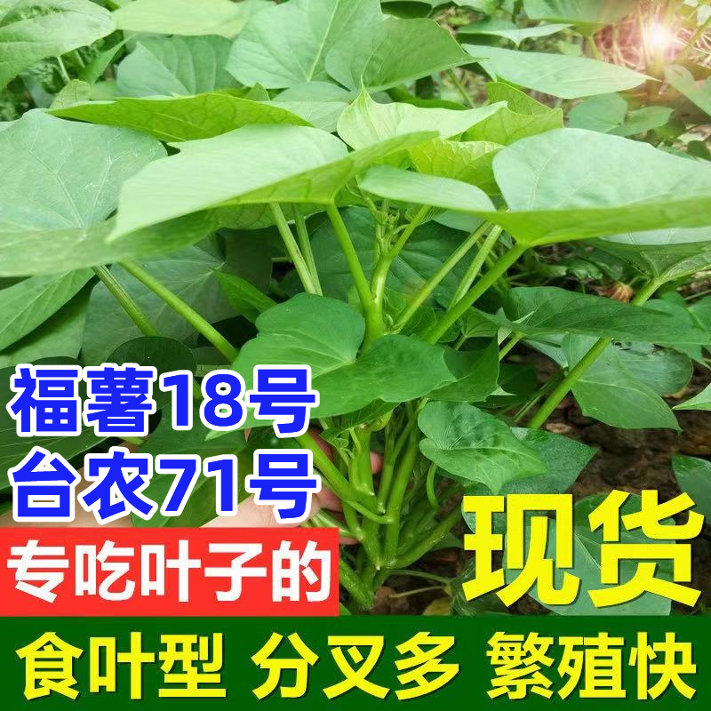 食用叶型红薯种植苗秧地瓜子藤六鳌红蜜薯皇后蔬菜吃叶番薯叶苕尖