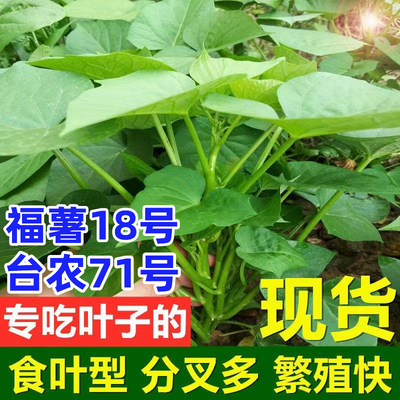 食用叶型红薯种植苗秧地瓜子藤六鳌红蜜薯皇后蔬菜吃叶番薯叶苕尖