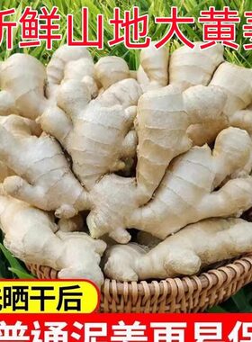 正宗现挖大黄姜广西9斤新鲜生姜高山嫩姜月子姜包邮非老姜沙姜