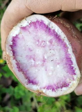 贵州花心红薯新鲜红薯种子冰淇淋薯粉糯5斤