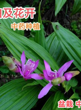 三叉白及  中药盆栽  庭院阳台 白芨种苗 中草药种子种植种球种茎