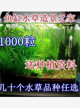 水草种子水草泥鱼缸造景速成草坪迷你矮牛毛对叶珍珠种子懒人水草