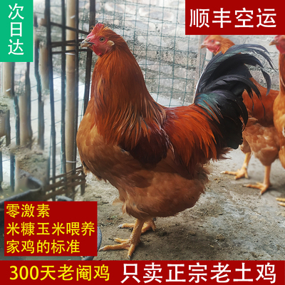 广东阉鸡土鸡农家散养信