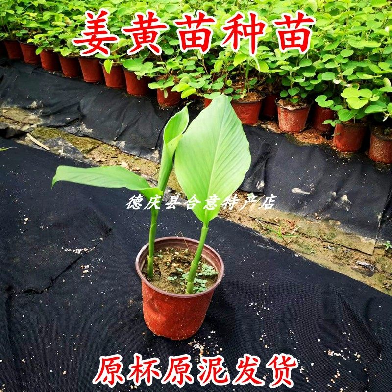 姜黄种苗小黄姜苗生姜苗月子姜种子盆栽原杯原泥发货绿植满三包邮