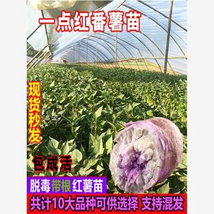 冰淇淋红薯苗地瓜苗种一点红番薯秧苗红著种苗番薯苗秧红署种子