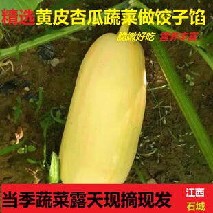 江西赣州新鲜现摘杏瓜石城农家蔬菜笋瓜当季黄白皮瓜老品种饺子馅