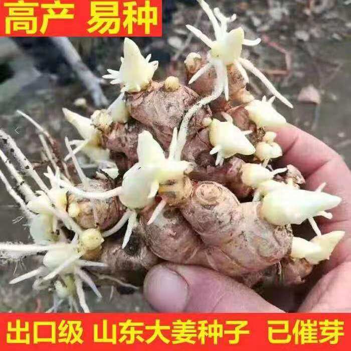江西生姜种子老姜带芽云南小黄姜种籽种姜种植苗子姜芽小黄姜种子
