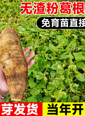 正宗无渣粉葛根苗带芽种