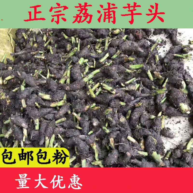 正宗广西乐昌张溪香芋头苗炮弹芋芋头