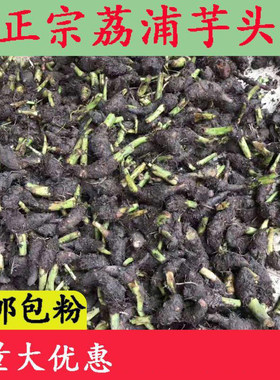 正宗广西乐昌张溪香芋头苗炮弹芋头种子新鲜荔浦槟榔芋芋头苗盆栽
