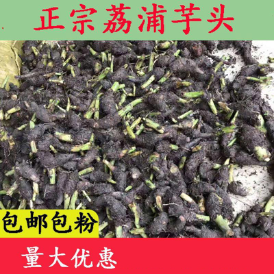 正宗广西乐昌张溪香芋头苗炮弹芋头种子新鲜荔浦槟榔芋芋头苗盆栽