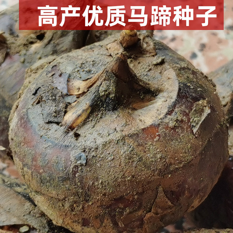 马蹄荸荠种子广西荔浦品种优质高产种苗脆甜即食农家自种秧子组培