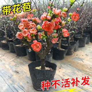 海棠花盆栽树苗老桩盆景花卉植物室内花耐寒带花苞阳台庭院腊梅花