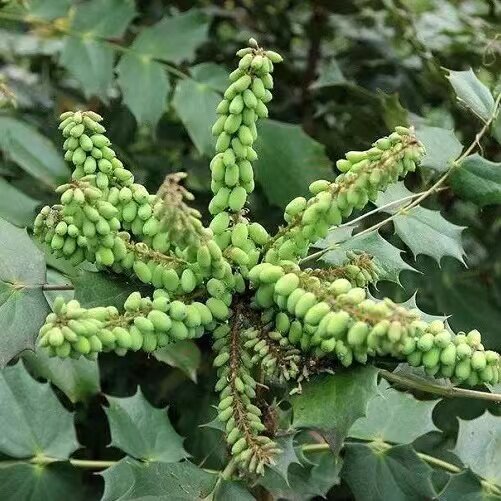 土黄连 八角刺 刺黄芩十大功劳观赏药材树苗四季常青现挖发货包邮