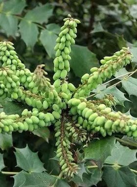 土黄连 八角刺 刺黄芩十大功劳观赏药材树苗四季常青现挖发货包邮