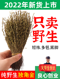 农青哥野生独脚金疳积草独角金小孩儿煲炖汤干货中药材初级农产品