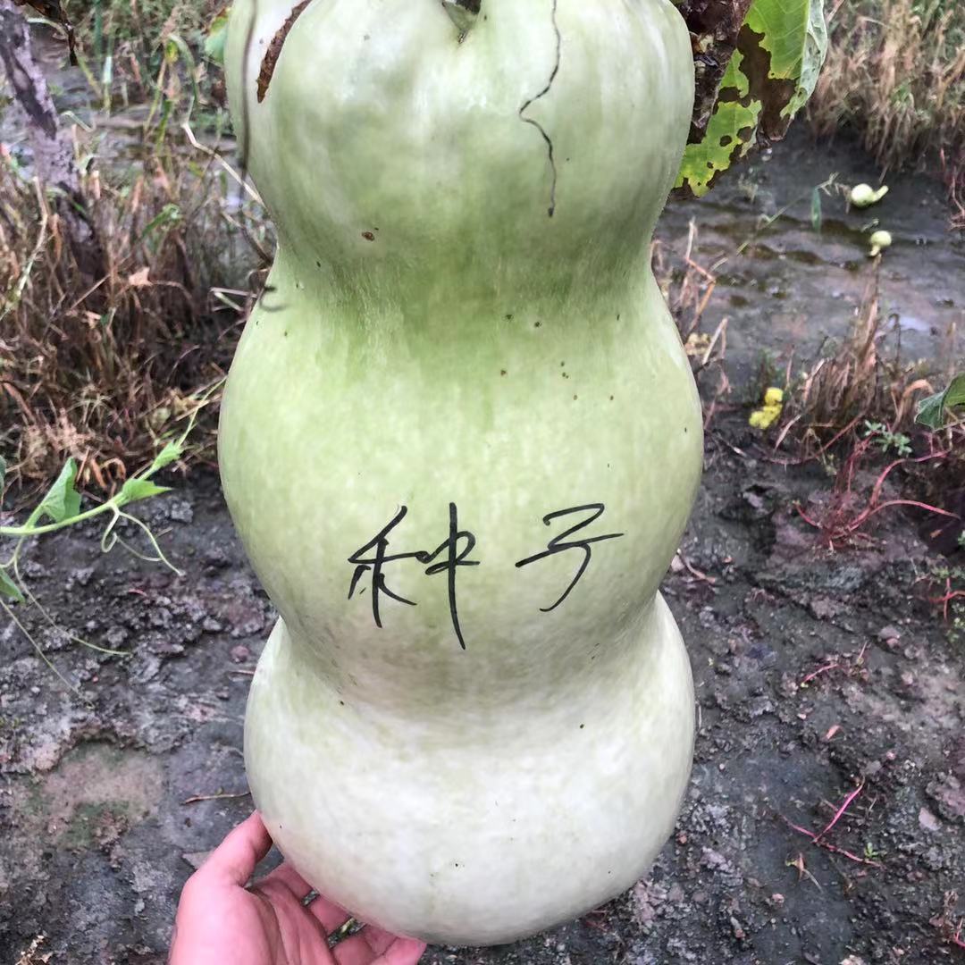 特大莲花头墩子葫芦种子天然巨型葫芦籽人工提纯授粉