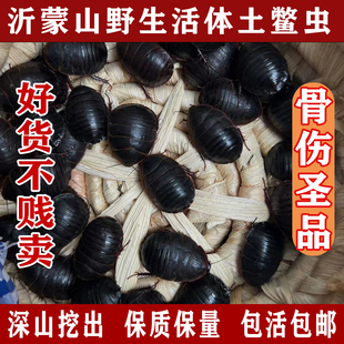 野生活土鳖虫活体土元虫接骨虫中药材土元土鳖子地鳖虫500g包邮