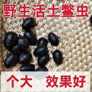 野生活土元活土鳖虫鲜活地鳖虫活的接骨虫中药材土鳖虫地乌龟包邮